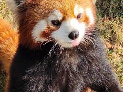 -灵玲国际马戏城