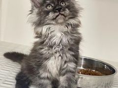 -lincat·猫舍(广州店)
