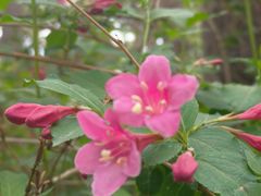 -黑龙江省森林植物园