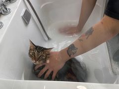 -爱洗澡的猫(望京店)