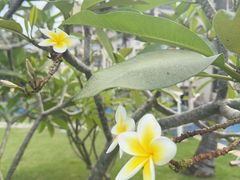 -三亚亚龙湾金棕榈度假酒店