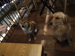 -萌喵咖啡屋(人民东路4号口M16商铺店)