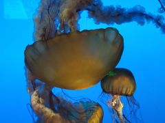 -太平洋海底世界