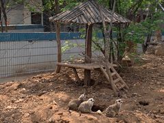 -石家庄市动物园