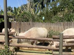 -泉州海丝野生动物世界
