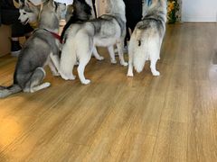-Husky Go! 哈士奇体验馆·宠物咖啡厅狗咖