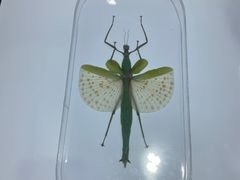 -上海昆虫博物馆