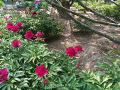 -莲花池公园