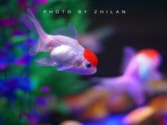 -梦幻海洋王国(吾悦广场张家港店)