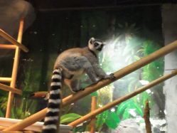-Zoolung Zoolung动物主题公园(海信广场店)