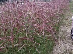 -汉长安城未央宫国家考古遗址公园