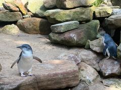 -费瑟代尔野生动物园