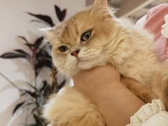 -琪喵猫屋·撸猫猫咖·猫舍