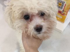 -伟伟宠物医院·CT影像中心·瑞派犬猫综合性门诊(汉口总院)