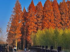 -黄海国家森林公园