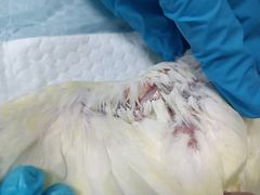 -菲尔斯特宠物医院