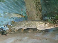 -东方巨龟苑景区