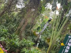 -海南热带野生动植物园