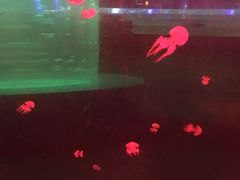 -重庆欢乐海底世界