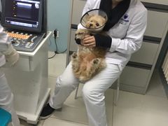 -中农大我爱我爱24h动物医院·中医针灸·猫专科·骨科医疗中心(双井店)