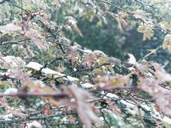 -硗碛藏寨·神木垒景区