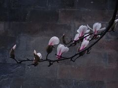 -东华门大街小区