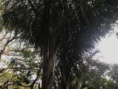 -瑞丽独树成林风景区