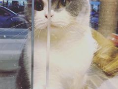 -帕帕拉兹宠物(亚洲旗舰店)