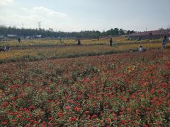 -上海滨江森林公园