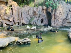 -燕塞湖鸟语林景区