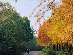 -上海海湾国家森林公园