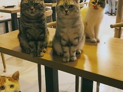 -平行世界·猫咖(首经贸店)