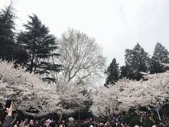 -武汉大学-樱园