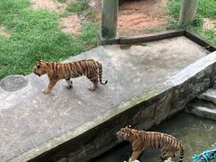 -深圳野生动物园