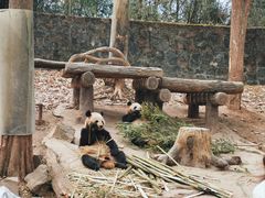 -都江堰中华大熊猫苑