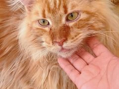 -猫腻·猫咖·撸猫馆(星光大道店)