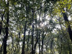-紫金山山顶公园