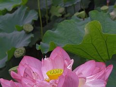 -陈家山荷花公园