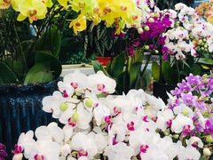 -双季花艺园艺市场(浦东店)