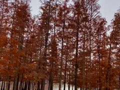 -白鹭湾湿地公园