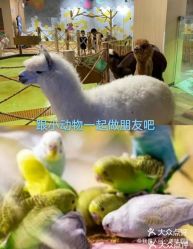 -七巧国萌宠乐园(龙湖天街店)