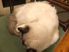 -猫色咖啡·猫咖