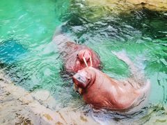 -珠海长隆海洋王国