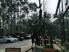 -桉树林A coffee 森林餐厅(三圣乡店)