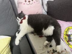 -猫音日语留学培训