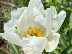 -乌拉盖芍药谷景区