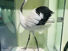 -盐城丹顶鹤湿地生态旅游区