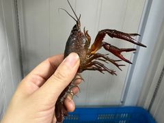-祥鹤龙虾螃蟹