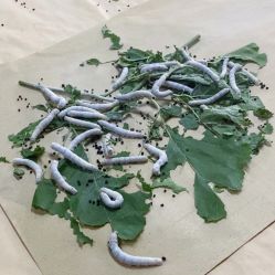 -太湖雪蚕桑文化园