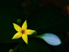-云溪植物园
